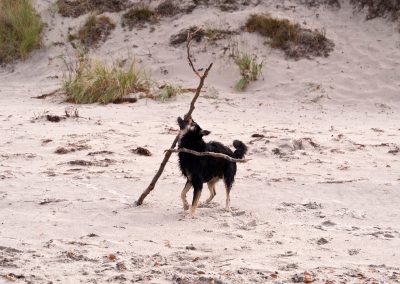 3 Hundestrände in der Nähe – nächstgelegener 15 Minuten zu Fuß